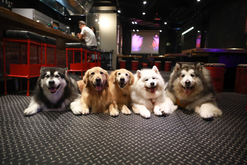 竹北美食|米燒肉炭火小酒館竹北店。新鮮平價燒肉店、單點燒肉、專業烤、必吃燒烤、新竹竹北寵物友善餐廳、小包廂、 - 第33張圖 竹北美食|米燒肉炭火小酒館竹北店。新鮮平價燒肉店、單點燒肉、專業烤、必吃燒烤、新竹竹北寵物友善餐廳、小包廂、