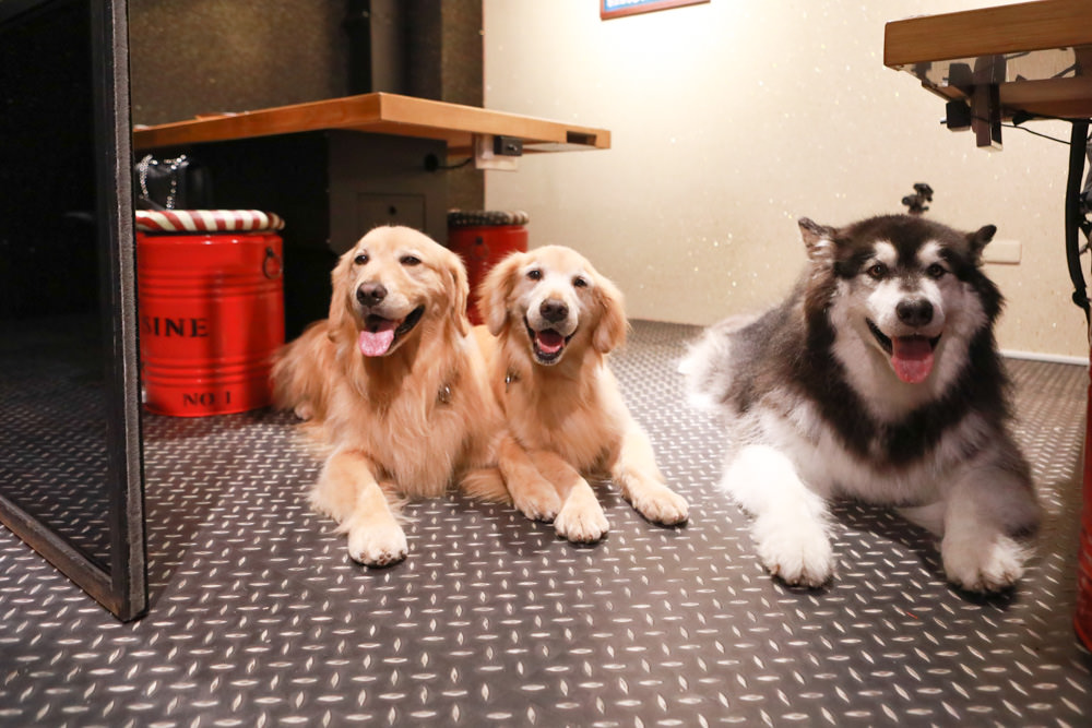 竹北美食|米燒肉炭火小酒館竹北店。新鮮平價燒肉店、單點燒肉、專業烤、必吃燒烤、新竹竹北寵物友善餐廳、小包廂、 - 第10張圖 竹北美食|米燒肉炭火小酒館竹北店。新鮮平價燒肉店、單點燒肉、專業烤、必吃燒烤、新竹竹北寵物友善餐廳、小包廂、