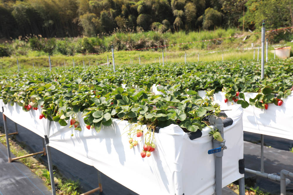 苗栗大湖|紅色琉璃瓦草莓園 & suhu cafe。寵物友善高架草莓園、網美系咖啡廳、每日新鮮限定草莓千層! - 第19張圖 苗栗大湖|紅色琉璃瓦草莓園 & suhu cafe。寵物友善高架草莓園、網美系咖啡廳、每日新鮮限定草莓千層!