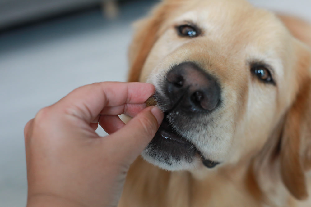 WDJ推薦寵物狗飼料|美國紐樂芙NULO無穀高肉量寵物糧全能犬、體控犬、小型犬。低敏、成犬全齡犬飼料、高含肉量 - 第12張圖 WDJ推薦寵物狗飼料|美國紐樂芙NULO無穀高肉量寵物糧全能犬、體控犬、小型犬。低敏、成犬全齡犬飼料、高含肉量