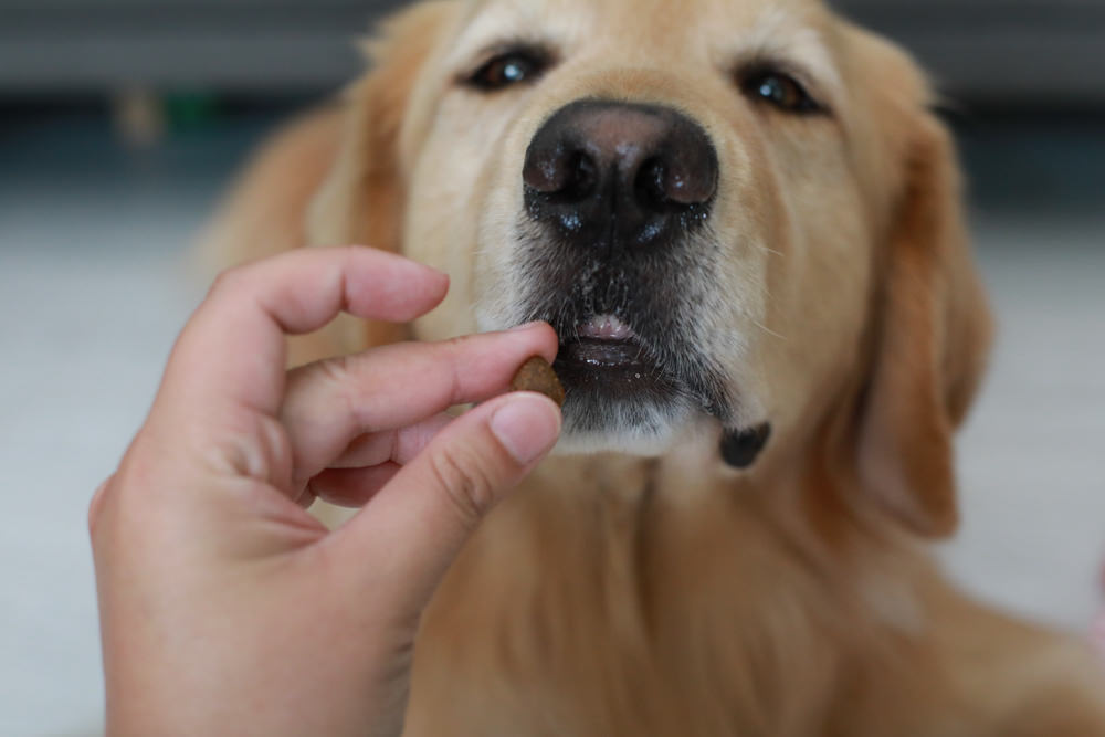 WDJ推薦寵物狗飼料|美國紐樂芙NULO無穀高肉量寵物糧全能犬、體控犬、小型犬。低敏、成犬全齡犬飼料、高含肉量 - 第8張圖 WDJ推薦寵物狗飼料|美國紐樂芙NULO無穀高肉量寵物糧全能犬、體控犬、小型犬。低敏、成犬全齡犬飼料、高含肉量