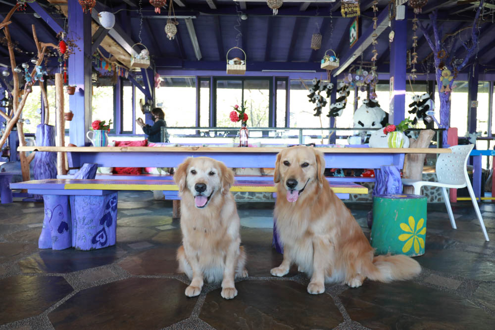 清境瑪格麗特紫屋餐廳｜清境景觀餐廳、南投清境美食、雲南擺夷風味特色合菜、金牌烤雞、套餐