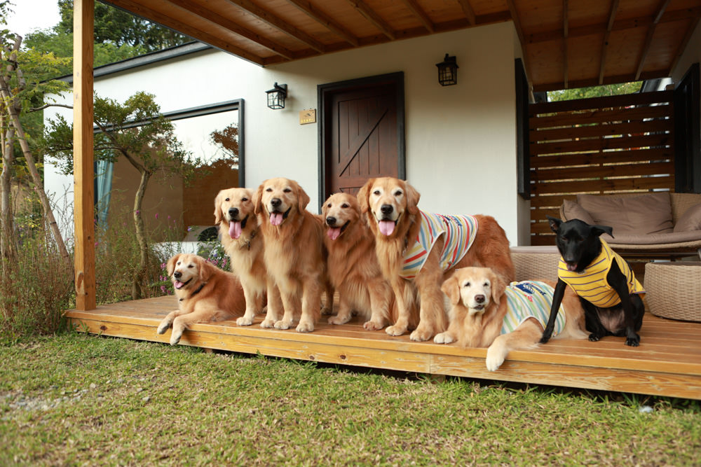 苗栗銅鑼｜紫鳶山城- 覓境莊園。寵物友善民宿、群山繚繞、竹林秘境中的絕美莊園、日式奢華露營小屋