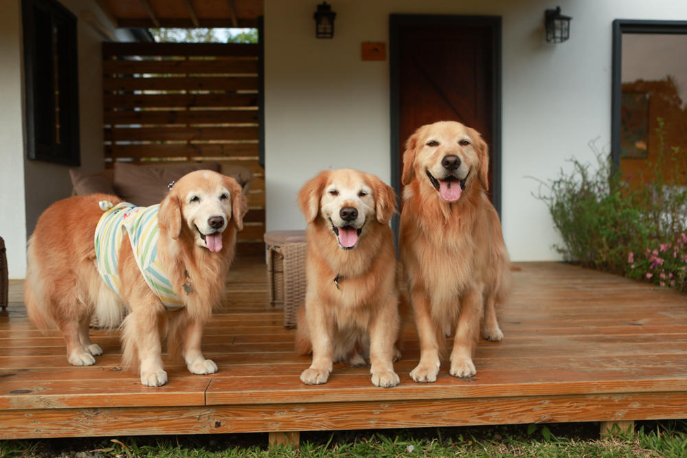 苗栗銅鑼｜紫鳶山城- 覓境莊園。寵物友善民宿、群山繚繞、竹林秘境中的絕美莊園、日式奢華露營小屋