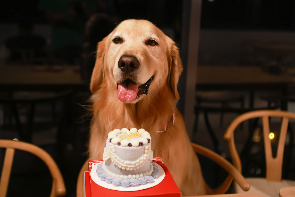 苗栗銅鑼｜紫鳶山城- 覓境莊園。寵物友善民宿、群山繚繞、竹林秘境中的絕美莊園、日式奢華露營小屋