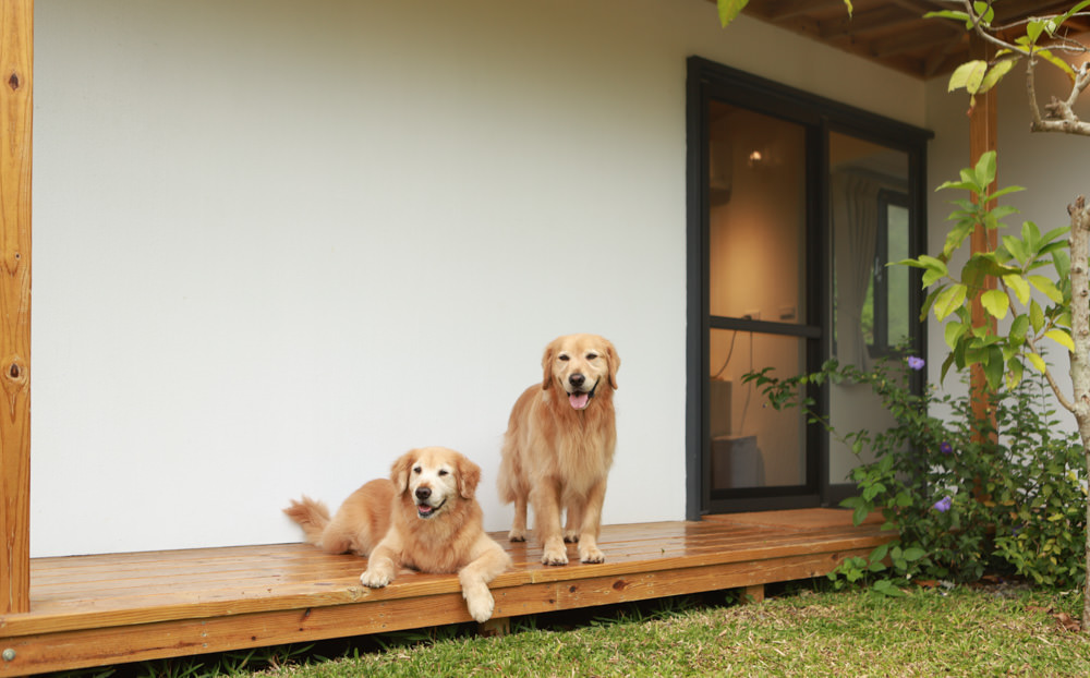 苗栗銅鑼｜紫鳶山城- 覓境莊園。寵物友善民宿、群山繚繞、竹林秘境中的絕美莊園、日式奢華露營小屋