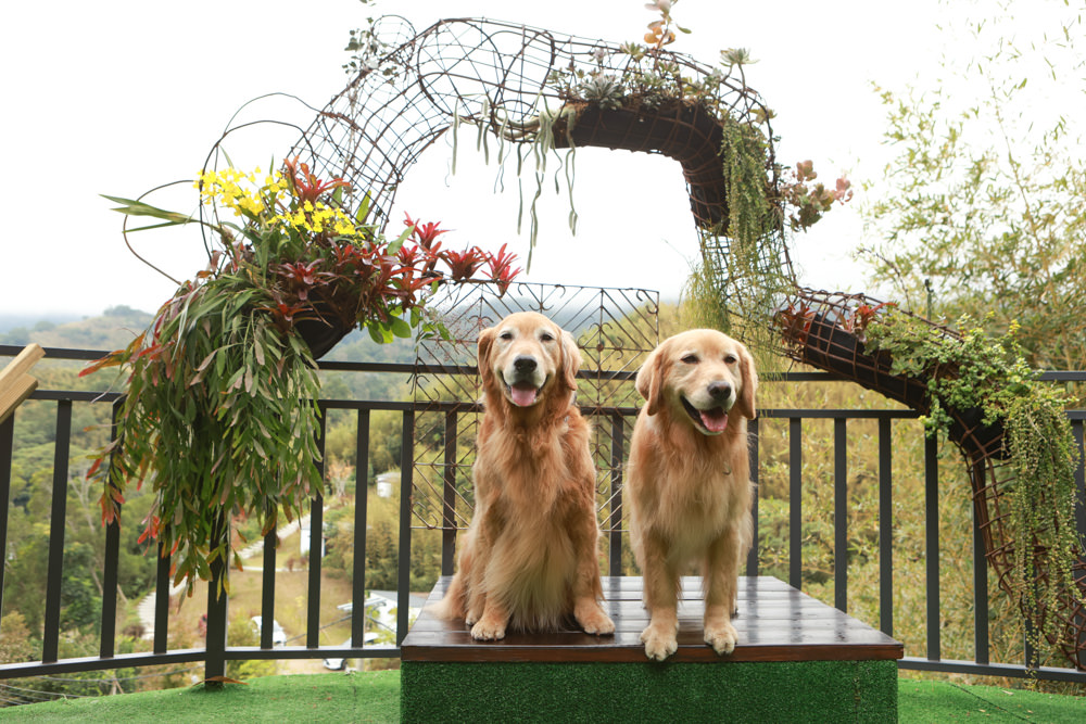 苗栗銅鑼｜紫鳶山城- 覓境莊園。寵物友善民宿、群山繚繞、竹林秘境中的絕美莊園、日式奢華露營小屋