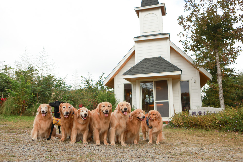 苗栗銅鑼｜紫鳶山城- 覓境莊園。寵物友善民宿、群山繚繞、竹林秘境中的絕美莊園、日式奢華露營小屋