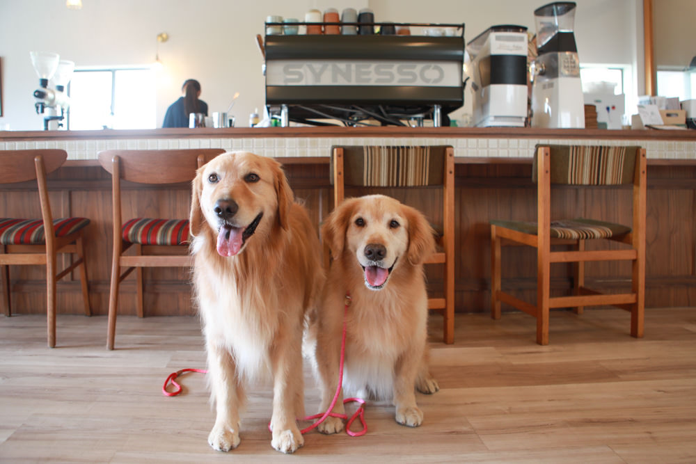 新店美食｜綠河Green River Roastery。寵物友善餐廳、新店碧潭咖啡廳、老宅咖啡廳、小京都咖啡館