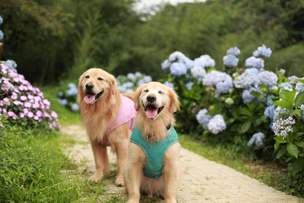 萬里高家繡球花第三園區。新北萬里繡球花季、寵物友善景點、絕美滿開超好拍的繡球花海