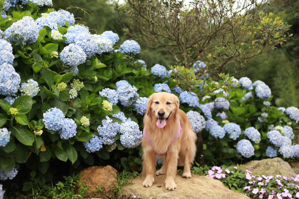 萬里高家繡球花第三園區。新北萬里繡球花季、寵物友善景點、絕美滿開超好拍的繡球花海