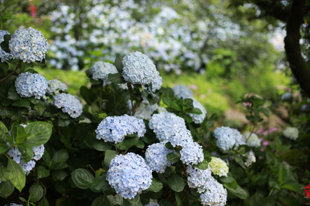 萬里高家繡球花第三園區。新北萬里繡球花季、寵物友善景點、絕美滿開超好拍的繡球花海