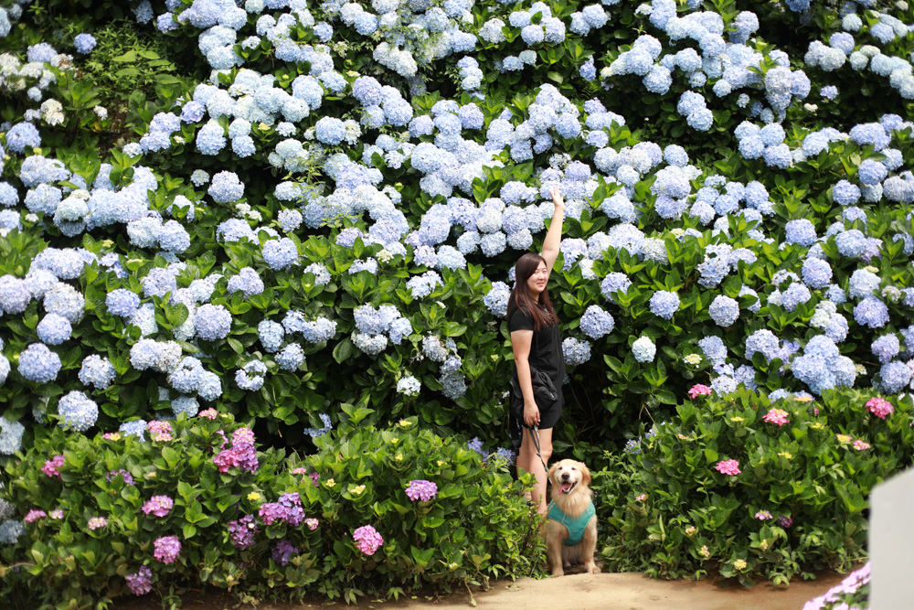 萬里高家繡球花第三園區。新北萬里繡球花季、寵物友善景點、絕美滿開超好拍的繡球花海