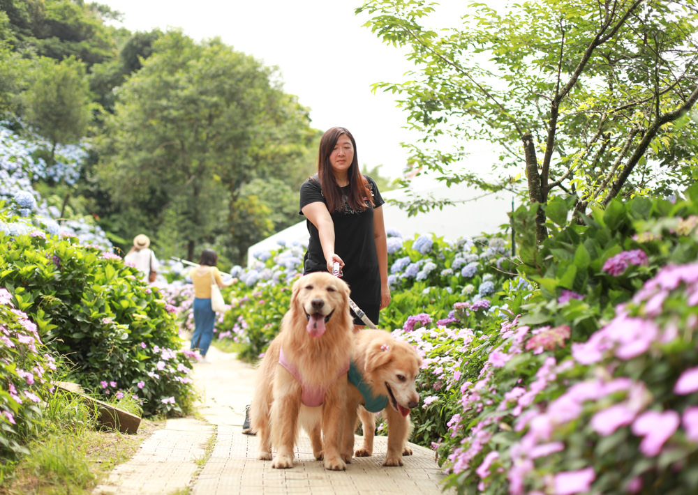 萬里高家繡球花第三園區。新北萬里繡球花季、寵物友善景點、絕美滿開超好拍的繡球花海