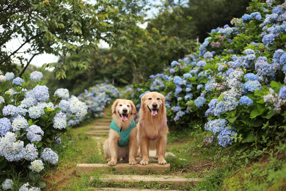 萬里高家繡球花第三園區。新北萬里繡球花季、寵物友善景點、絕美滿開超好拍的繡球花海