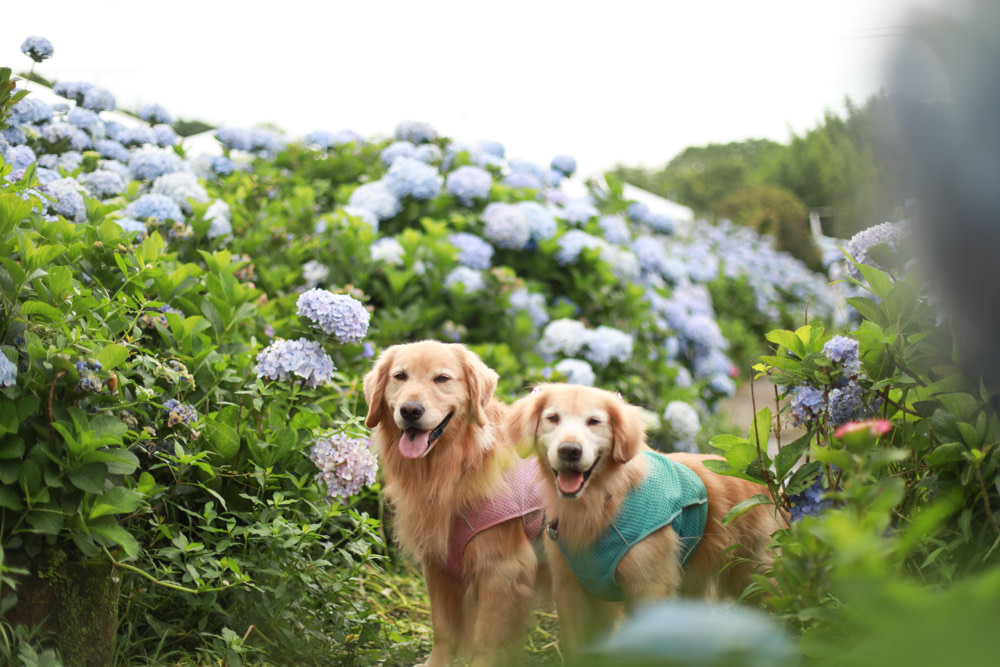 萬里高家繡球花第三園區。新北萬里繡球花季、寵物友善景點、絕美滿開超好拍的繡球花海