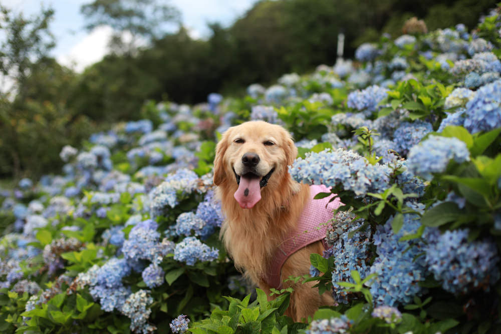 萬里高家繡球花第三園區。新北萬里繡球花季、寵物友善景點、絕美滿開超好拍的繡球花海