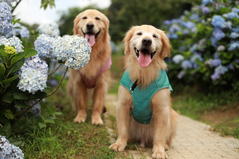 萬里高家繡球花第三園區。新北萬里繡球花季、寵物友善景點、絕美滿開超好拍的繡球花海