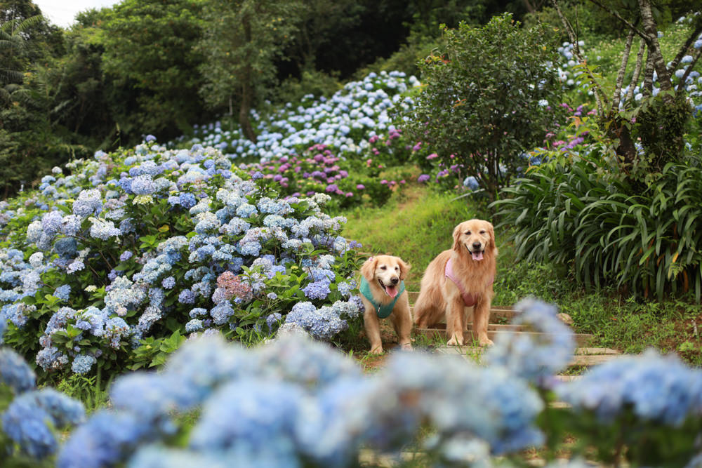 萬里高家繡球花第三園區。新北萬里繡球花季、寵物友善景點、絕美滿開超好拍的繡球花海
