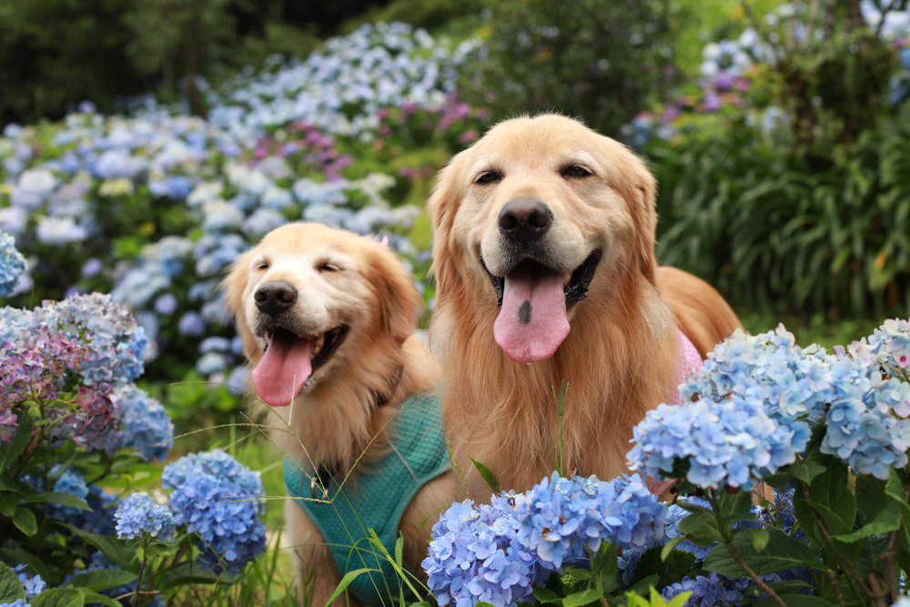 萬里高家繡球花第三園區。新北萬里繡球花季、寵物友善景點、絕美滿開超好拍的繡球花海