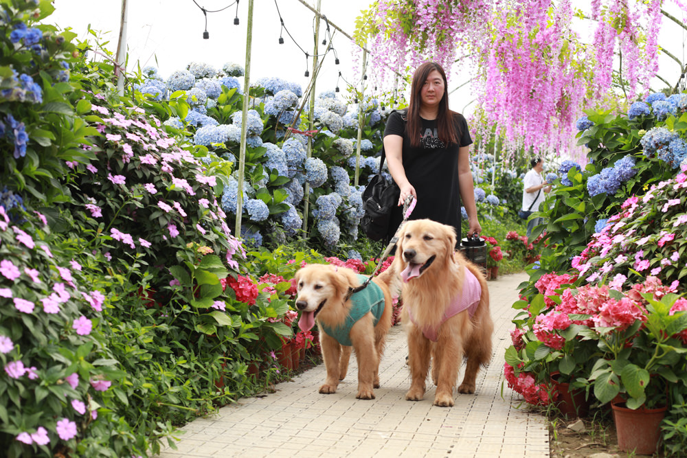 萬里高家繡球花第三園區。新北萬里繡球花季、寵物友善景點、絕美滿開超好拍的繡球花海