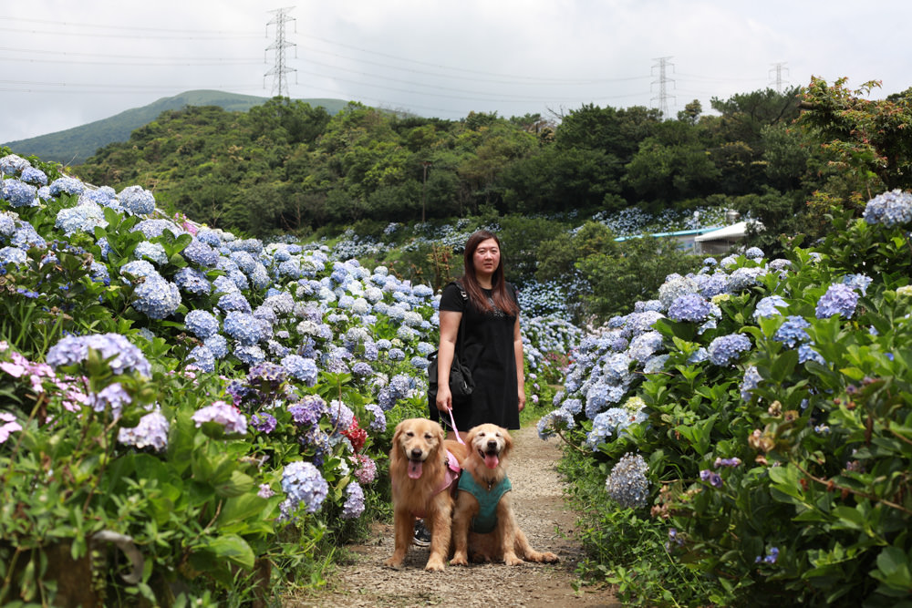 萬里高家繡球花第三園區。新北萬里繡球花季、寵物友善景點、絕美滿開超好拍的繡球花海
