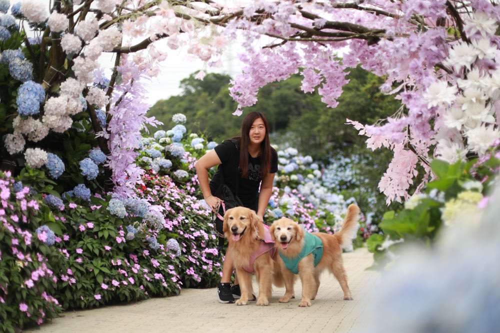 萬里高家繡球花第三園區。新北萬里繡球花季、寵物友善景點、絕美滿開超好拍的繡球花海