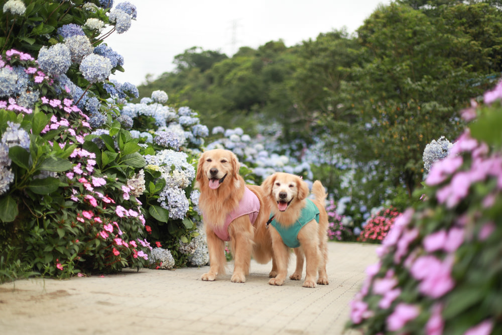 萬里高家繡球花第三園區。新北萬里繡球花季、寵物友善景點、絕美滿開超好拍的繡球花海