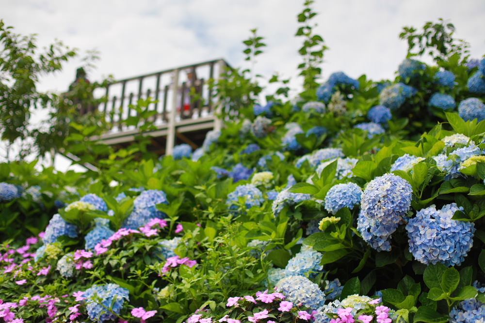 萬里高家繡球花第三園區。新北萬里繡球花季、寵物友善景點、絕美滿開超好拍的繡球花海