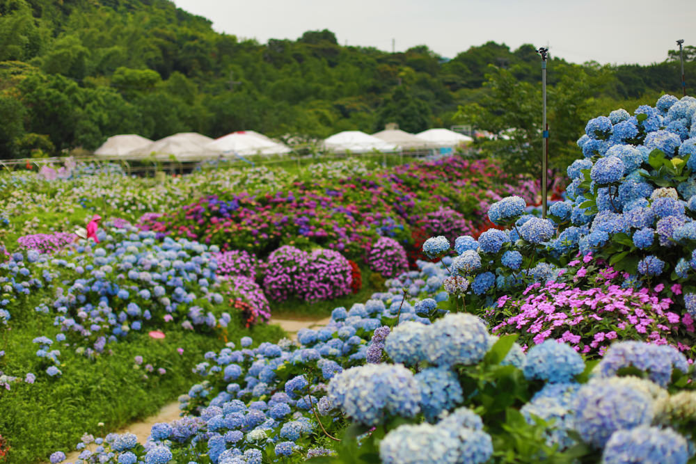 萬里高家繡球花第三園區。新北萬里繡球花季、寵物友善景點、絕美滿開超好拍的繡球花海