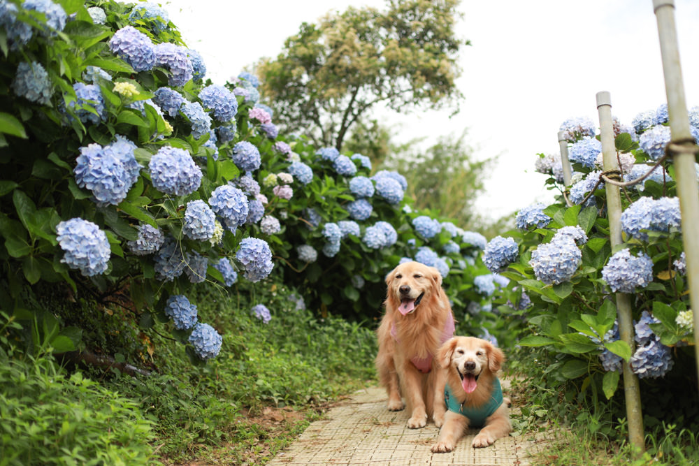 萬里高家繡球花第三園區。新北萬里繡球花季、寵物友善景點、絕美滿開超好拍的繡球花海