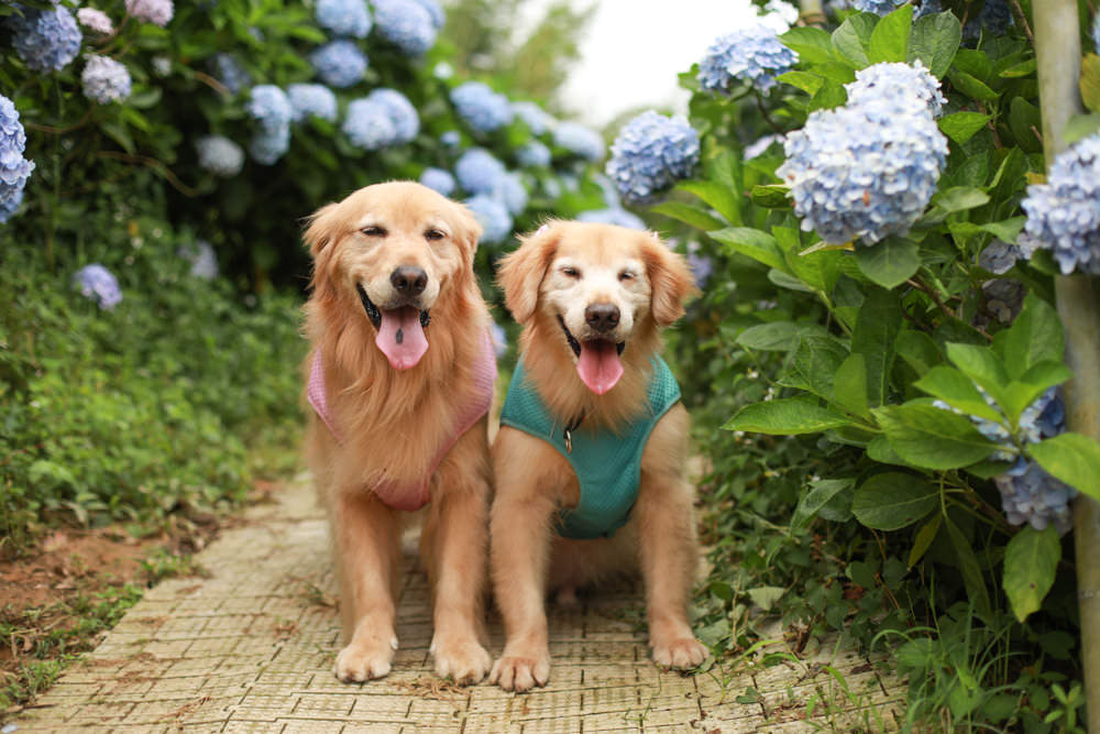 萬里高家繡球花第三園區。新北萬里繡球花季、寵物友善景點、絕美滿開超好拍的繡球花海
