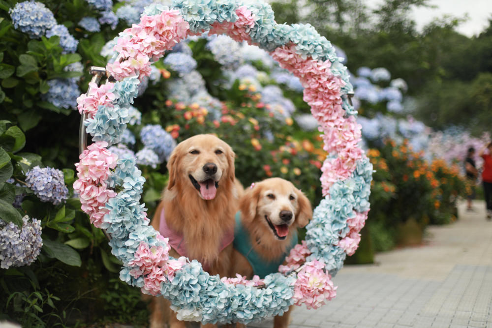 萬里高家繡球花第三園區。新北萬里繡球花季、寵物友善景點、絕美滿開超好拍的繡球花海