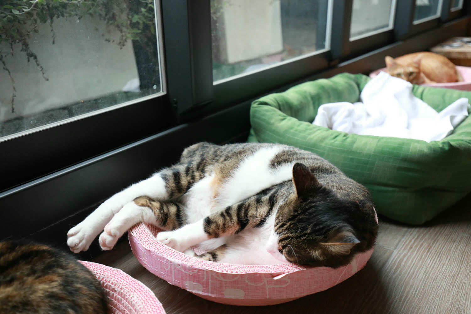 宜蘭礁溪溫泉飯店｜美嘉美溫泉大飯店。宜蘭礁溪寵物友善溫泉飯店、一泊三食吃到飽（下午茶、宵夜、早餐）、還有可與貓咪互動的可愛貓房！