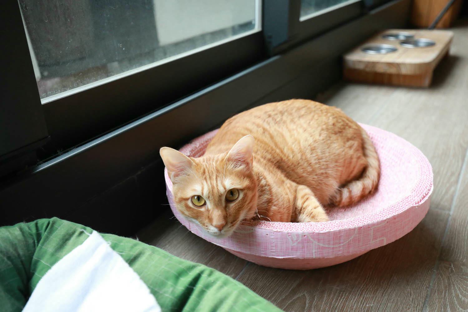 宜蘭礁溪溫泉飯店｜美嘉美溫泉大飯店。宜蘭礁溪寵物友善溫泉飯店、一泊三食吃到飽（下午茶、宵夜、早餐）、還有可與貓咪互動的可愛貓房！