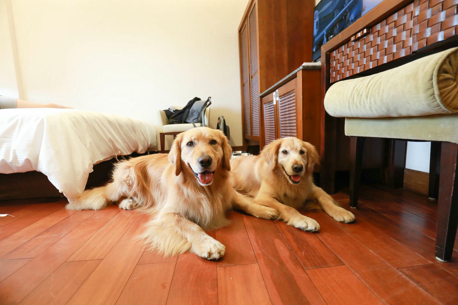 宜蘭礁溪溫泉飯店｜美嘉美溫泉大飯店。宜蘭礁溪寵物友善溫泉飯店、一泊三食吃到飽（下午茶、宵夜、早餐）、還有可與貓咪互動的可愛貓房！