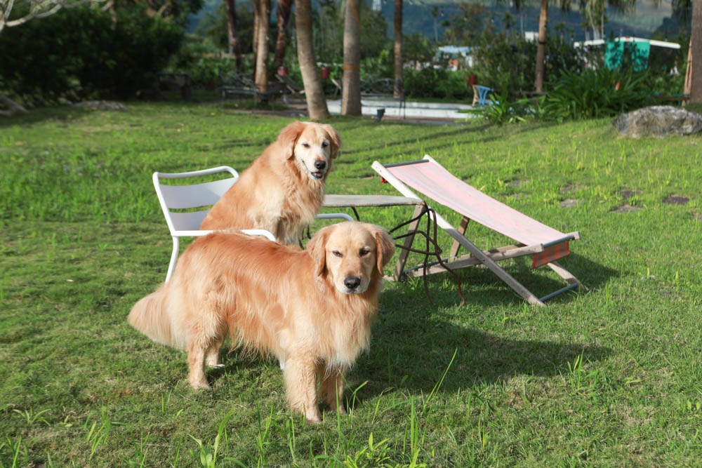 花蓮翠山莊villa包棟民宿|花蓮吉安包棟泳池民宿推薦、花蓮寵物友善民宿、豪華大別墅、泳池畔餐桌、大草皮、漂浮早餐 - 第74張圖 花蓮翠山莊villa包棟民宿|花蓮吉安包棟泳池民宿推薦、花蓮寵物友善民宿、豪華大別墅、泳池畔餐桌、大草皮、漂浮早餐