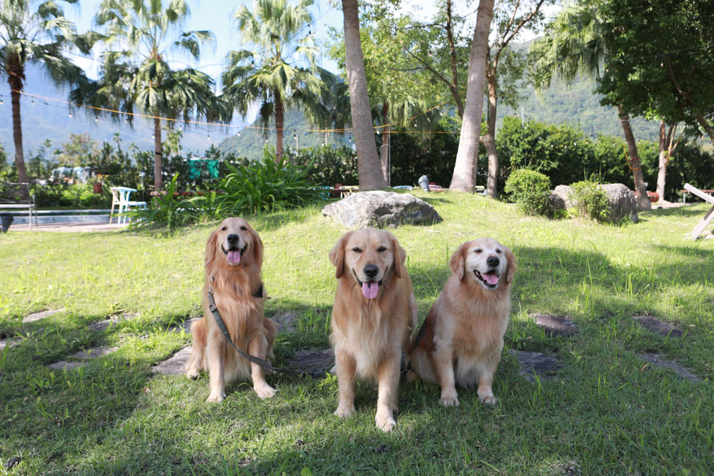 花蓮翠山莊villa包棟民宿|花蓮吉安包棟泳池民宿推薦、花蓮寵物友善民宿、豪華大別墅、泳池畔餐桌、大草皮、漂浮早餐 - 第82張圖 花蓮翠山莊villa包棟民宿|花蓮吉安包棟泳池民宿推薦、花蓮寵物友善民宿、豪華大別墅、泳池畔餐桌、大草皮、漂浮早餐