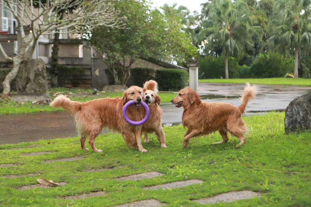 花蓮翠山莊villa包棟民宿|花蓮吉安包棟泳池民宿推薦、花蓮寵物友善民宿、豪華大別墅、泳池畔餐桌、大草皮、漂浮早餐 - 第32張圖 花蓮翠山莊villa包棟民宿|花蓮吉安包棟泳池民宿推薦、花蓮寵物友善民宿、豪華大別墅、泳池畔餐桌、大草皮、漂浮早餐