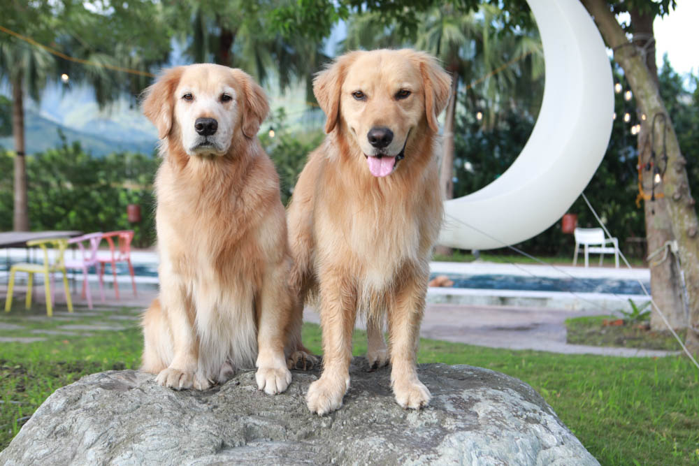 花蓮翠山莊villa包棟民宿|花蓮吉安包棟泳池民宿推薦、花蓮寵物友善民宿、豪華大別墅、泳池畔餐桌、大草皮、漂浮早餐 - 第73張圖 花蓮翠山莊villa包棟民宿|花蓮吉安包棟泳池民宿推薦、花蓮寵物友善民宿、豪華大別墅、泳池畔餐桌、大草皮、漂浮早餐
