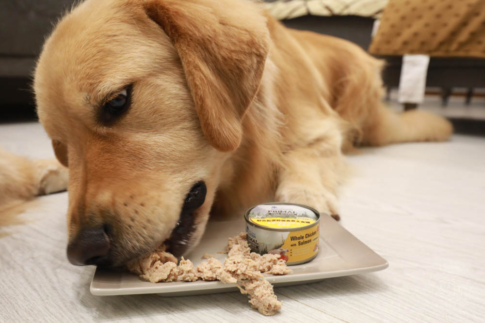 寵物主食罐頭推薦|耐吉斯源野獵食客主食罐系列。全肉骨主食罐、模擬犬貓野外狩獵飲食需求、提供最完善天然的營養!! - 第13張圖 寵物主食罐頭推薦|耐吉斯源野獵食客主食罐系列。全肉骨主食罐、模擬犬貓野外狩獵飲食需求、提供最完善天然的營養!!