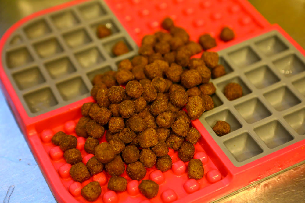 寵物飼料推薦｜耐吉斯超級無穀系列成犬羊肉配方大顆粒。嚴選紐澳放牧羊、低敏、單一動物性蛋白質來源、100%完全無穀