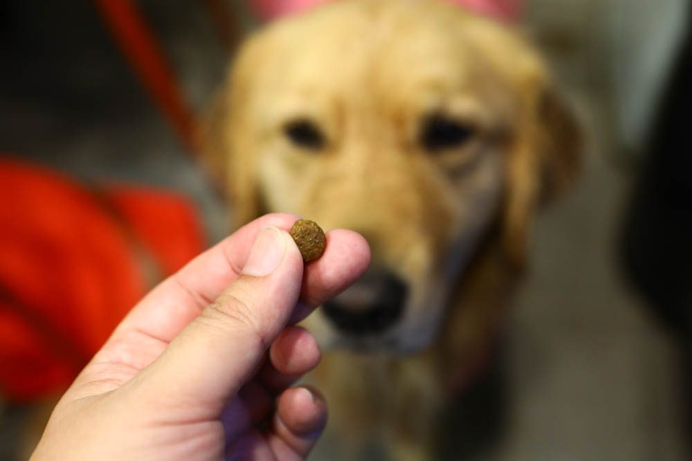 寵物飼料推薦｜耐吉斯超級無穀系列成犬羊肉配方大顆粒。嚴選紐澳放牧羊、低敏、單一動物性蛋白質來源、100%完全無穀