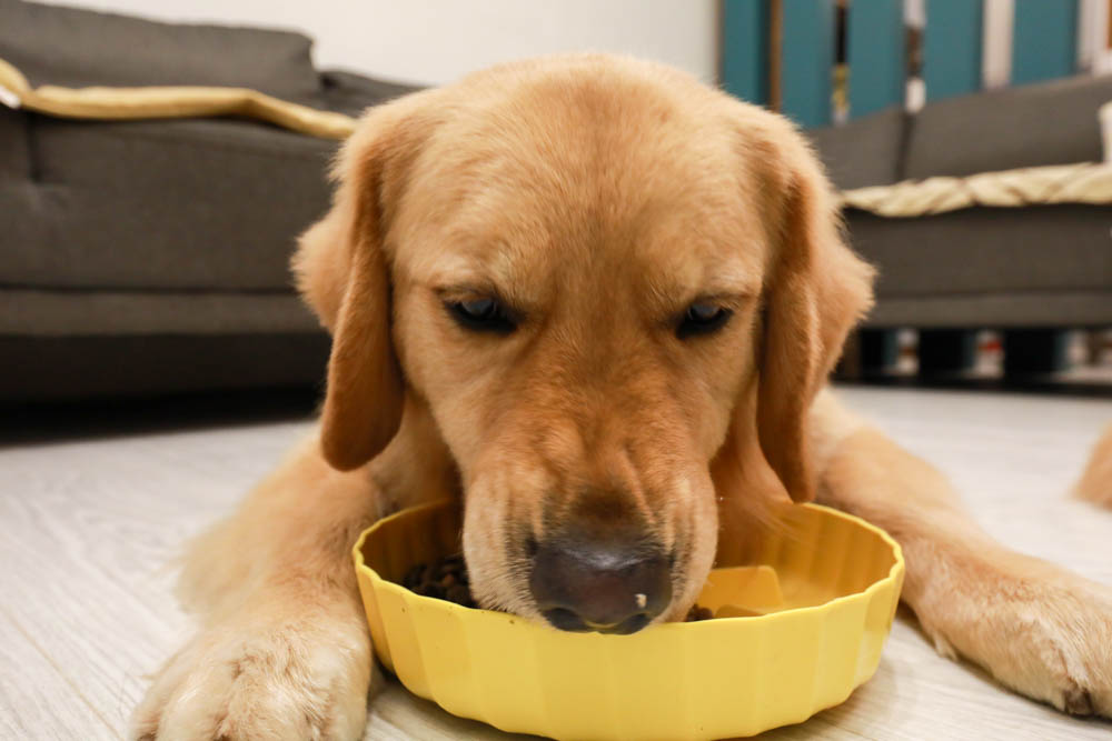 寵物主食罐頭推薦|耐吉斯源野獵食客主食罐系列。全肉骨主食罐、模擬犬貓野外狩獵飲食需求、提供最完善天然的營養!! - 第17張圖 寵物主食罐頭推薦|耐吉斯源野獵食客主食罐系列。全肉骨主食罐、模擬犬貓野外狩獵飲食需求、提供最完善天然的營養!!