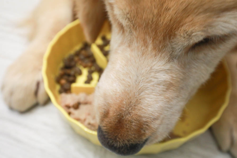 寵物主食罐頭推薦|耐吉斯源野獵食客主食罐系列。全肉骨主食罐、模擬犬貓野外狩獵飲食需求、提供最完善天然的營養!! - 第18張圖 寵物主食罐頭推薦|耐吉斯源野獵食客主食罐系列。全肉骨主食罐、模擬犬貓野外狩獵飲食需求、提供最完善天然的營養!!