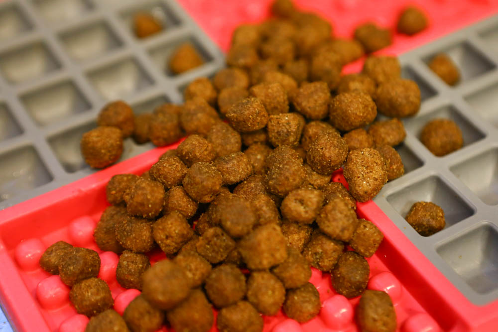 寵物飼料推薦｜耐吉斯超級無穀系列成犬羊肉配方大顆粒。嚴選紐澳放牧羊、低敏、單一動物性蛋白質來源、100%完全無穀