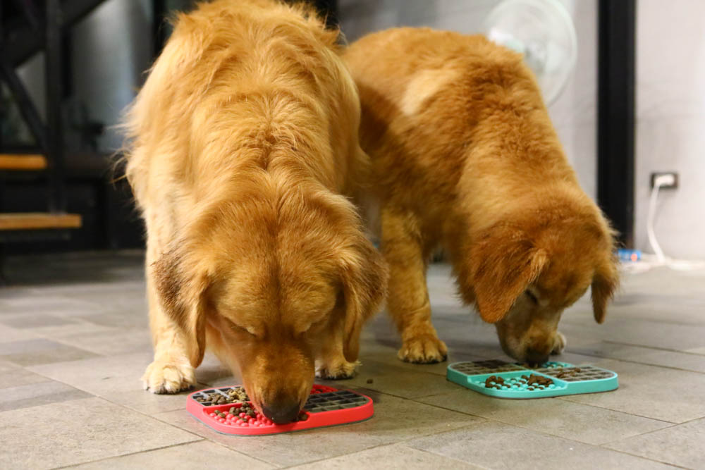 寵物飼料推薦｜耐吉斯超級無穀系列成犬羊肉配方大顆粒。嚴選紐澳放牧羊、低敏、單一動物性蛋白質來源、100%完全無穀