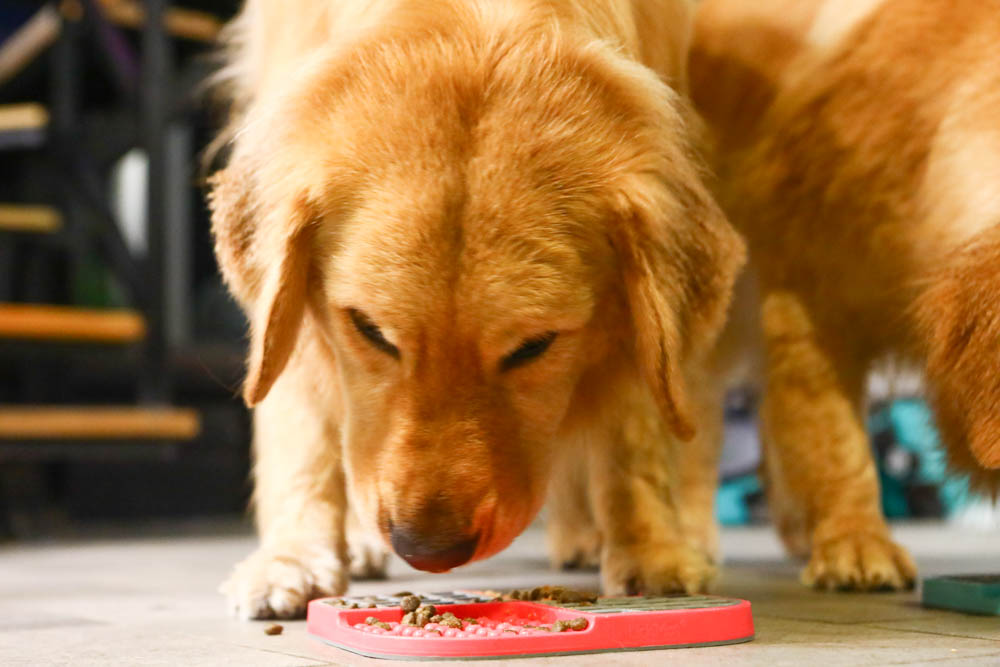 寵物飼料推薦｜耐吉斯超級無穀系列成犬羊肉配方大顆粒。嚴選紐澳放牧羊、低敏、單一動物性蛋白質來源、100%完全無穀