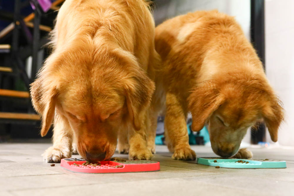 寵物飼料推薦｜耐吉斯超級無穀系列成犬羊肉配方大顆粒。嚴選紐澳放牧羊、低敏、單一動物性蛋白質來源、100%完全無穀