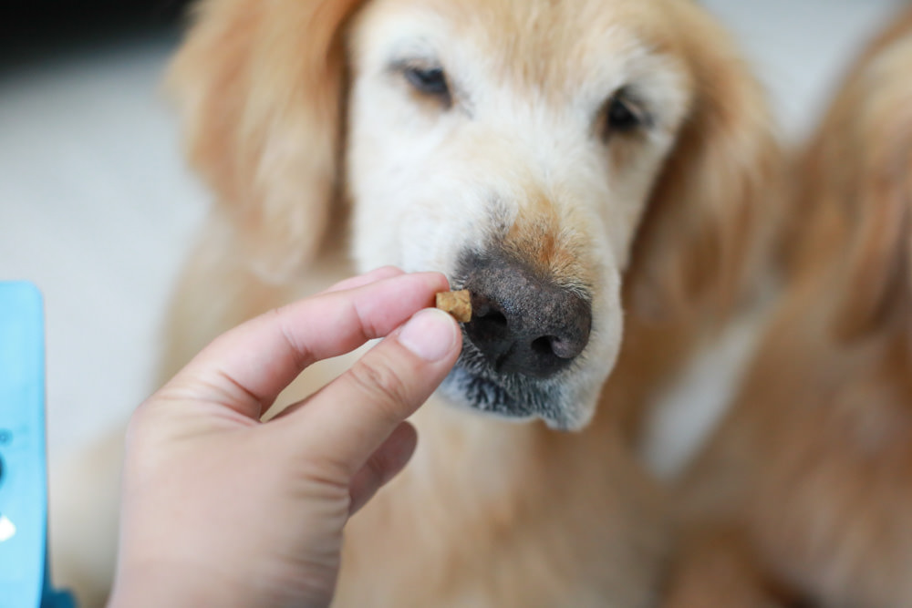 寵物凍乾主食推薦|耐吉斯獵食客犬糧佐全肉骨凍乾、犬凍乾生食餐、全骨肉一整隻雞的天然美味!! - 第14張圖 寵物凍乾主食推薦|耐吉斯獵食客犬糧佐全肉骨凍乾、犬凍乾生食餐、全骨肉一整隻雞的天然美味!!